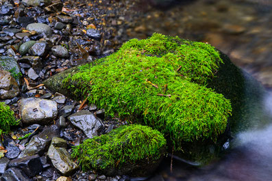 Emotionelle Erste Hilfe - Eltern-Kind-Bindung